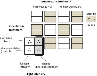 Modulation of the Eelgrass – Labyrinthula zosterae Interaction Under Predicted Ocean Warming, Salinity Change and Light Limitation